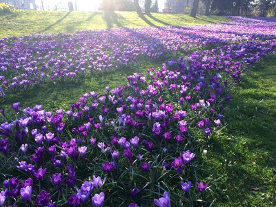 Park spring awakening flower