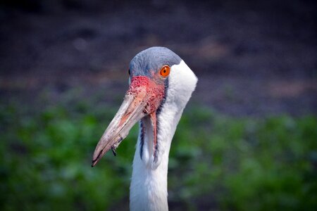 Portrait nature animal photo