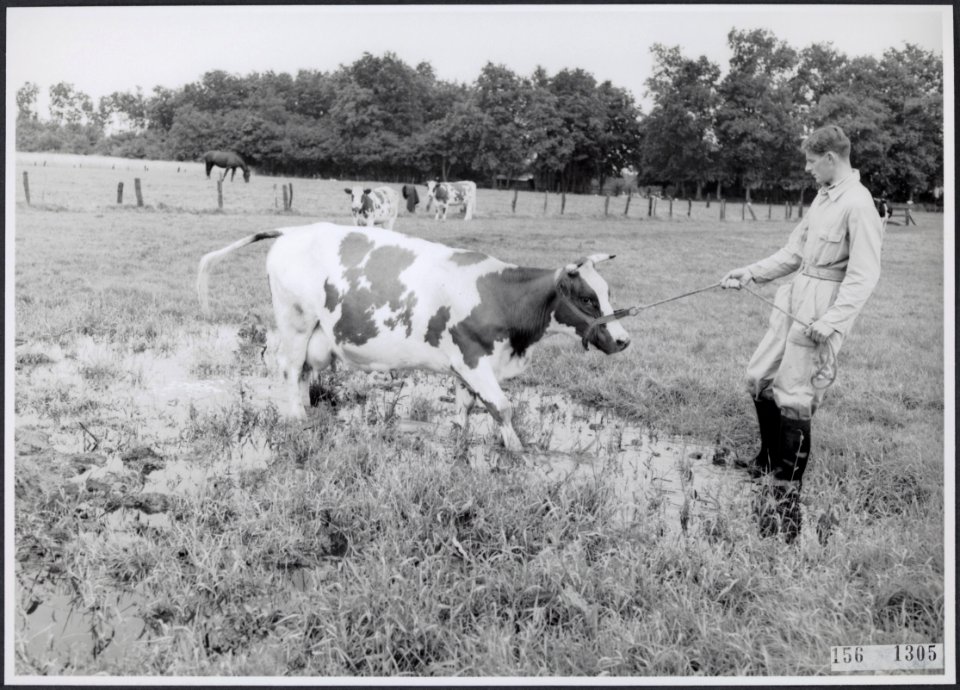 Collectie Fotocollectie Rijksvoorlichtingsdienst Eigen, fotonummer 156-1305, Bestanddeelnr 156-1305