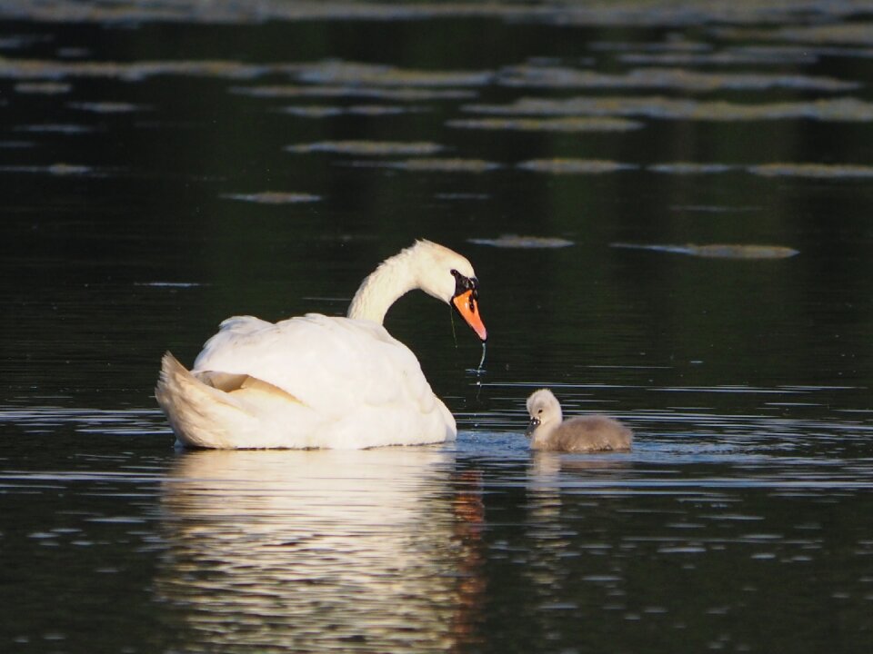 Swans animals nature