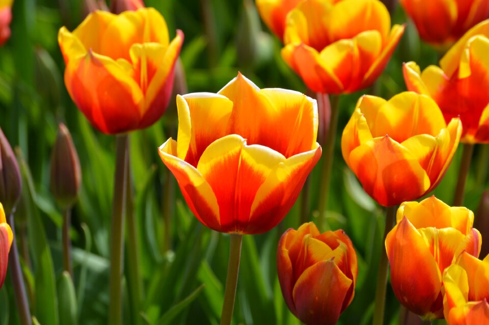 Northwest washington flower