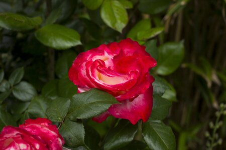 Garden rose blooms blossom photo