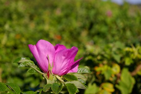 Rose hip garden bush