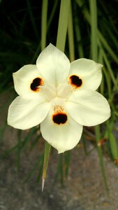 Yellow floral summer photo