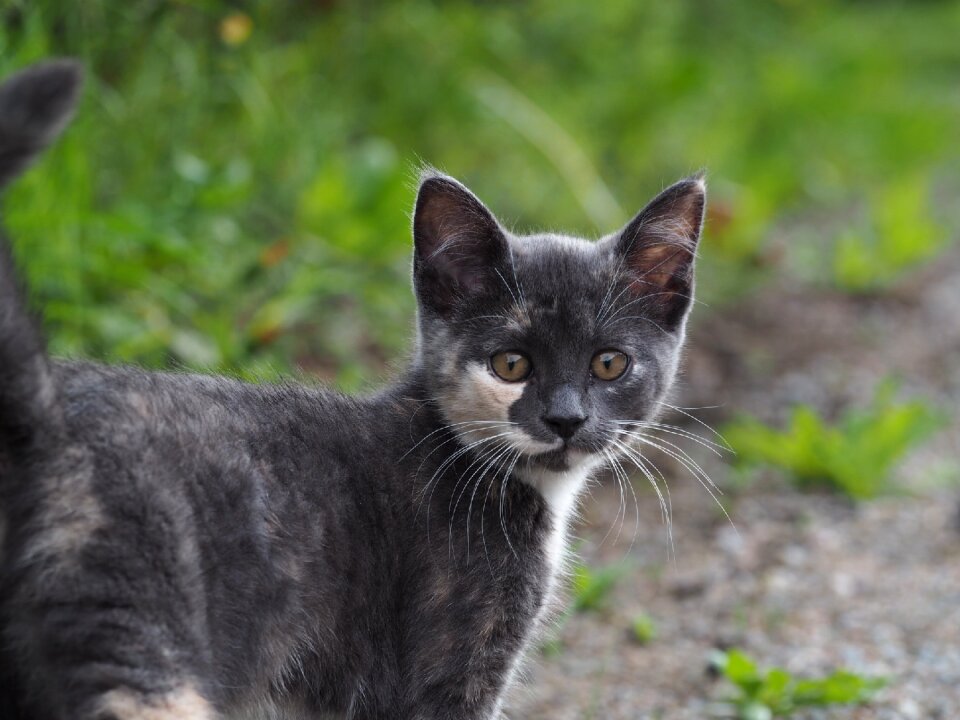 Pet gray fur outdoor