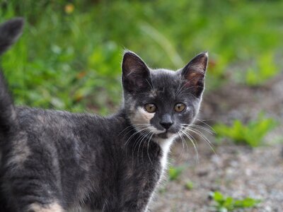 Pet gray fur outdoor