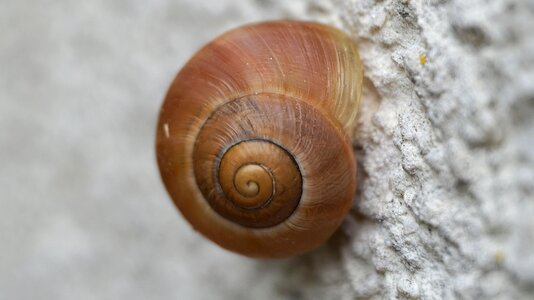 Snail close up macro