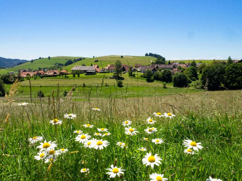 Colors nature summer landscape