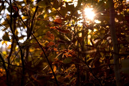 Autumn sun backlighting autumn mood