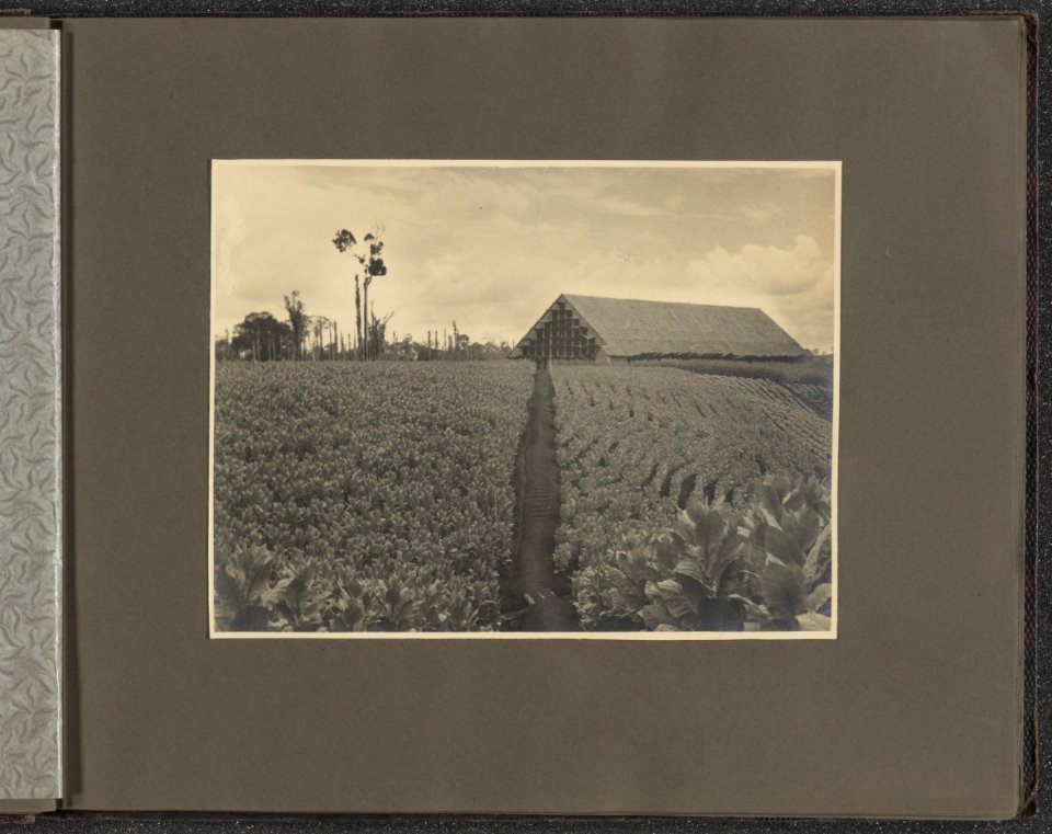 Collectie Fotocollectie Deli Maatschappij, fotonummer 831 010, Bestanddeelnr 831 010