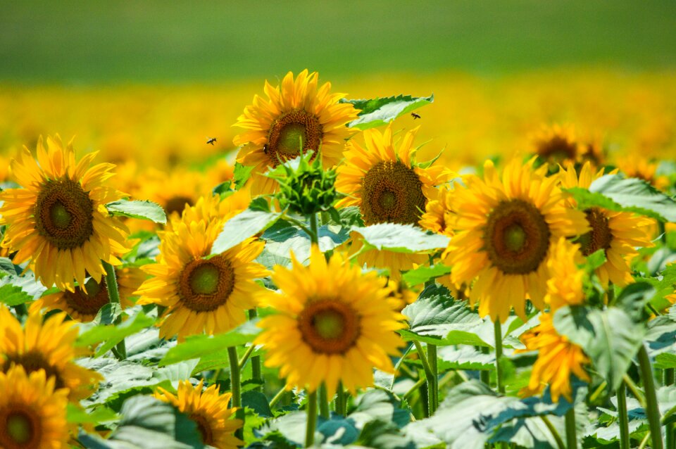 Yellow plant agriculture