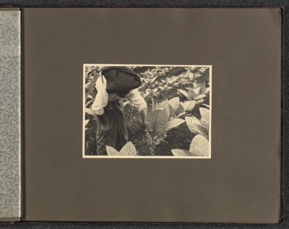 Collectie Fotocollectie Deli Maatschappij, fotonummer 831 011, Bestanddeelnr 831 011