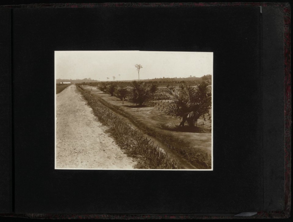 Collectie Fotocollectie Deli Maatschappij, fotonummer 828 81, Bestanddeelnr 828 81