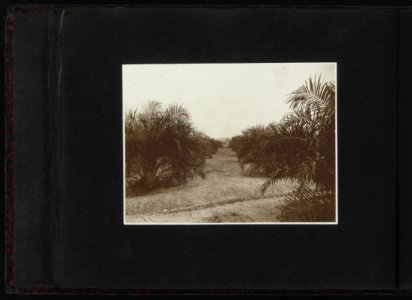 Collectie Fotocollectie Deli Maatschappij, fotonummer 828 60, Bestanddeelnr 828 60