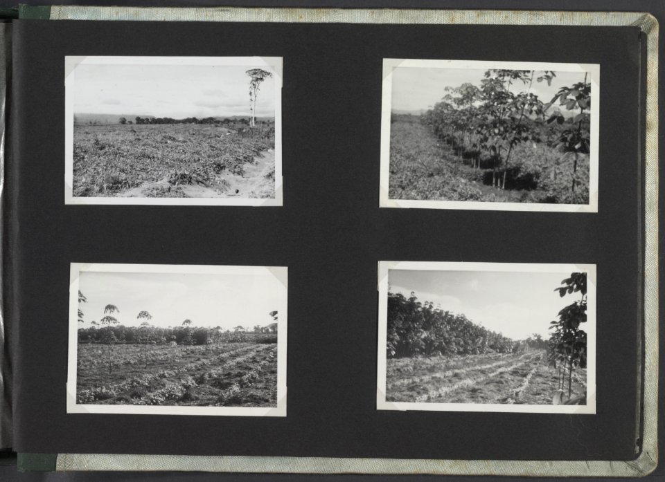 Collectie Fotocollectie Deli Maatschappij, fotonummer 812 41, Bestanddeelnr 812 41