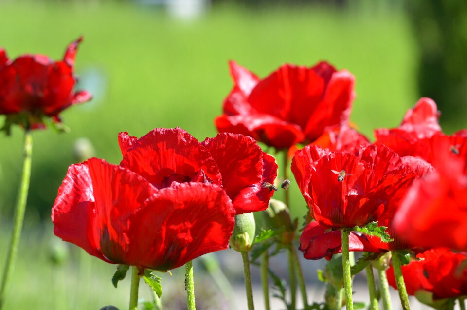Poppy flower flower wildflowers