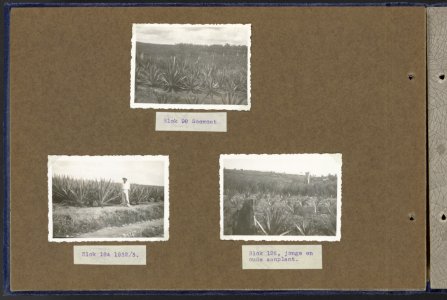 Collectie Fotocollectie Deli Maatschappij, fotonummer 810 37, Bestanddeelnr 810 37