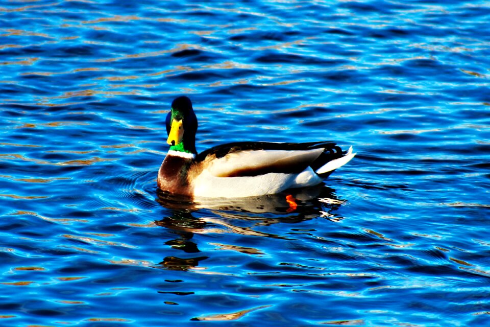 Mallard water spring