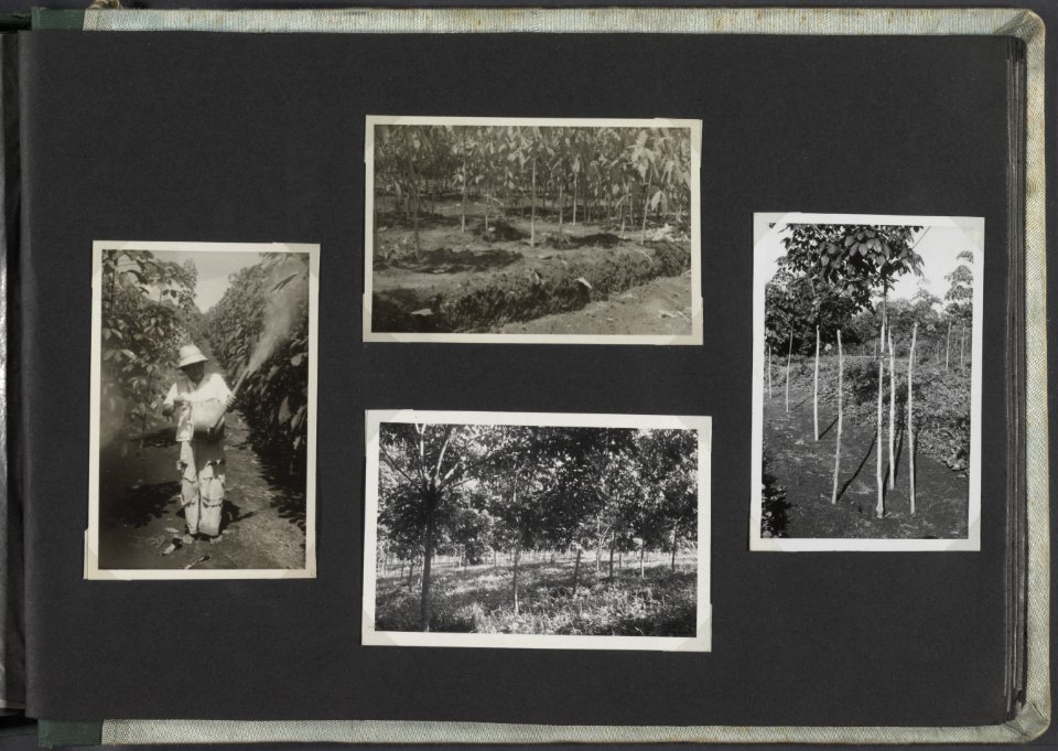 Collectie Fotocollectie Deli Maatschappij, fotonummer 812 35, Bestanddeelnr 812 35
