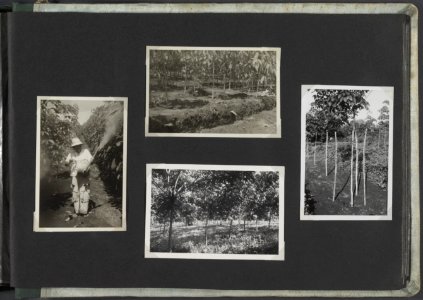 Collectie Fotocollectie Deli Maatschappij, fotonummer 812 35, Bestanddeelnr 812 35