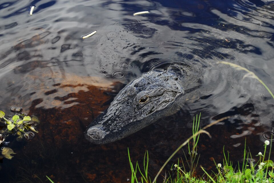 Predator carnivore mouth