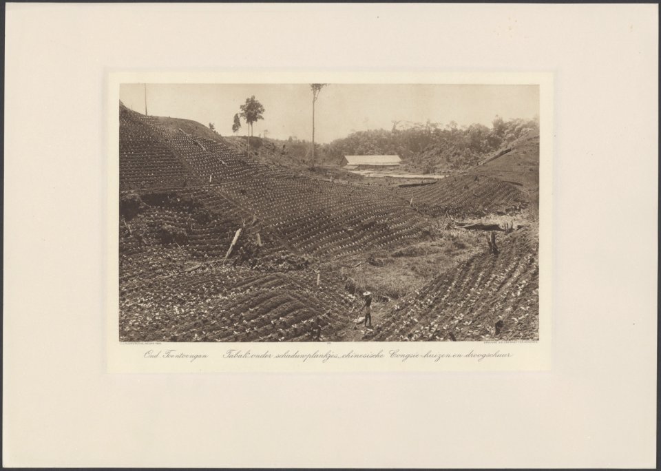 Collectie Fotocollectie Deli Maatschappij, fotonummer 828 76, Bestanddeelnr 828 76