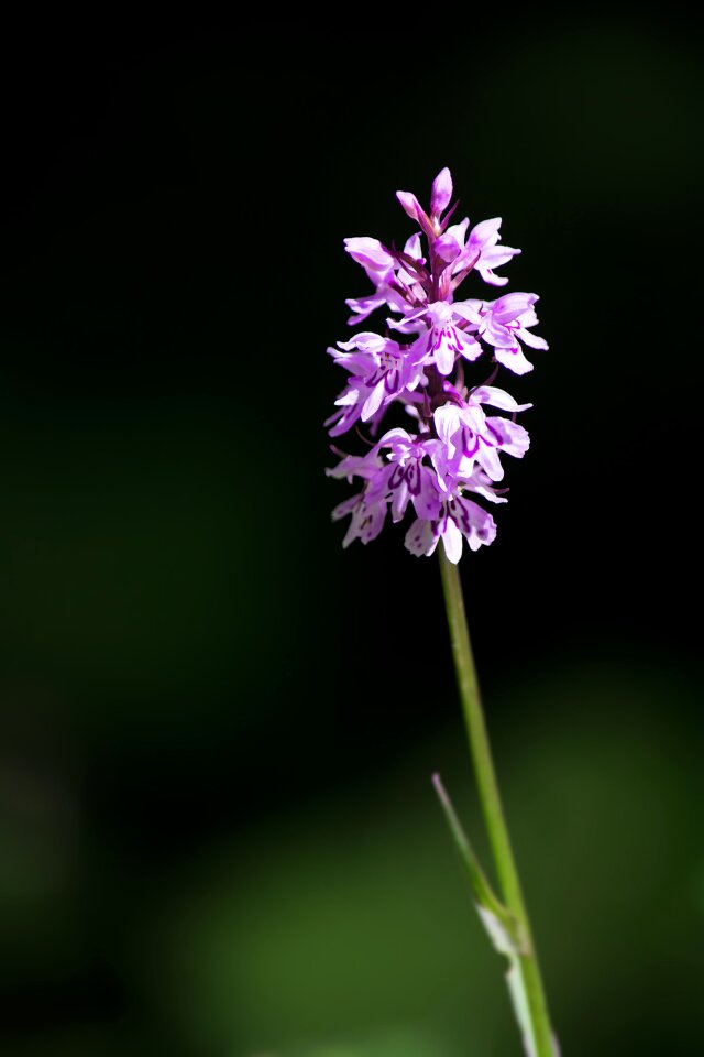 Flower blossom bloom