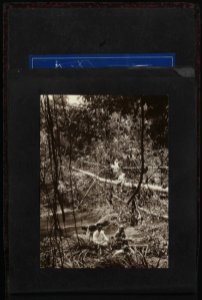 Collectie Fotocollectie Deli Maatschappij, fotonummer 828 08, Bestanddeelnr 828 08