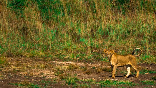 Carnivor aggressive animal photo