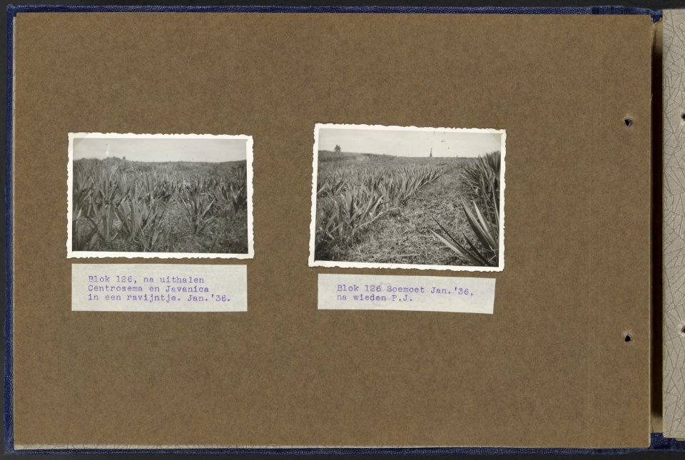 Collectie Fotocollectie Deli Maatschappij, fotonummer 810 33, Bestanddeelnr 810 33