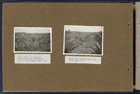 Collectie Fotocollectie Deli Maatschappij, fotonummer 810 33, Bestanddeelnr 810 33