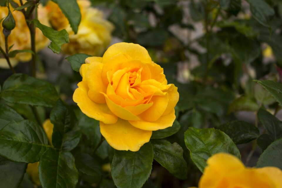 Garden rose blooms blossom