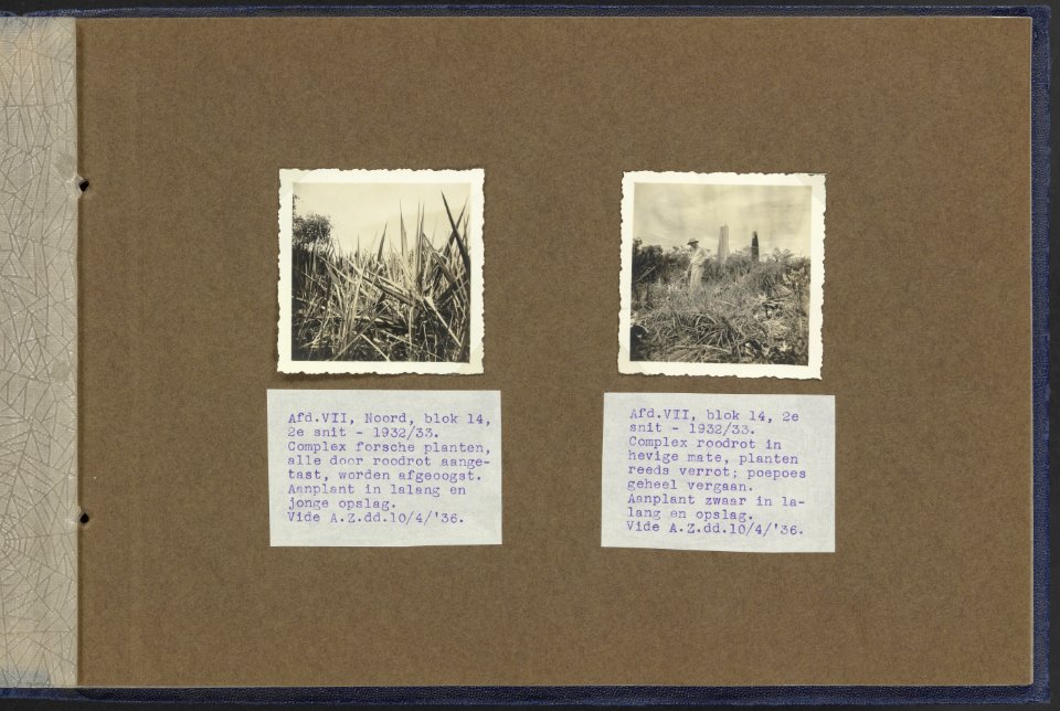 Collectie Fotocollectie Deli Maatschappij, fotonummer 847 30, Bestanddeelnr 847 30