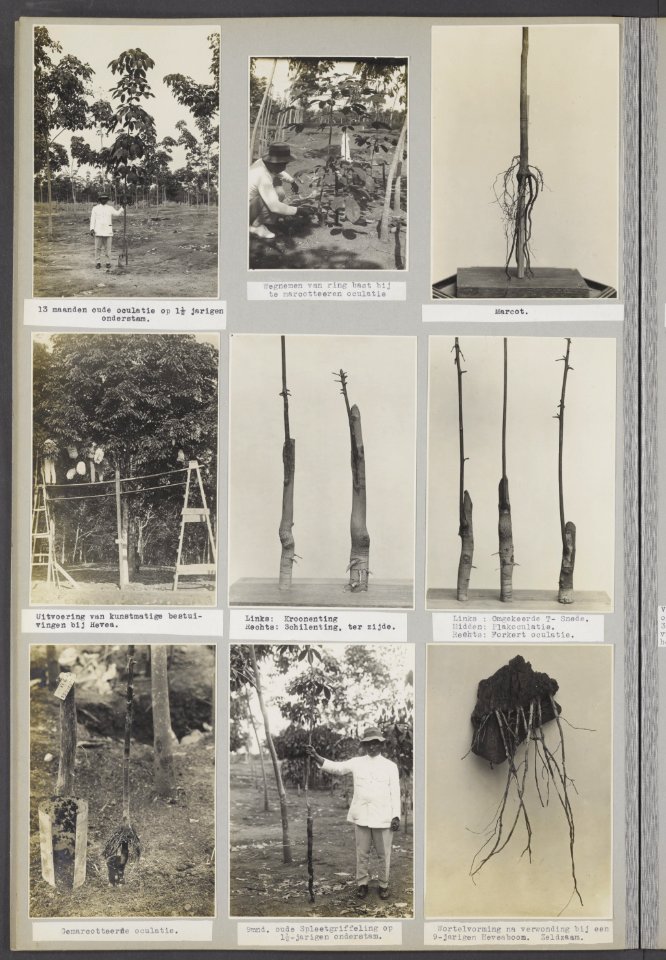 Collectie Fotocollectie Deli Maatschappij, fotonummer 847 21, Bestanddeelnr 847 21