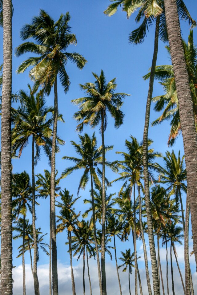 Tropical exotic vacation