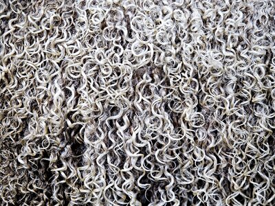Woollen coat ringlet