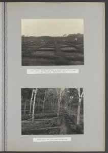 Collectie Fotocollectie Deli Maatschappij, fotonummer 845 23, Bestanddeelnr 845 23
