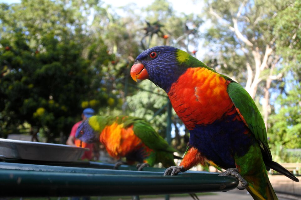 Lorikeet animal bird