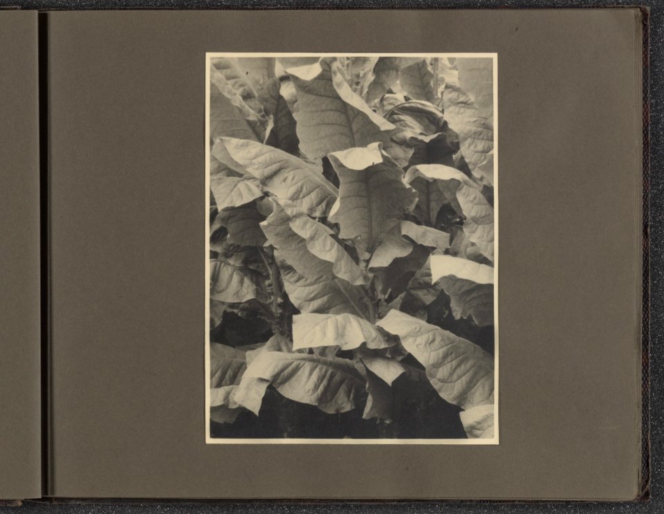 Collectie Fotocollectie Deli Maatschappij, fotonummer 831 012, Bestanddeelnr 831 012