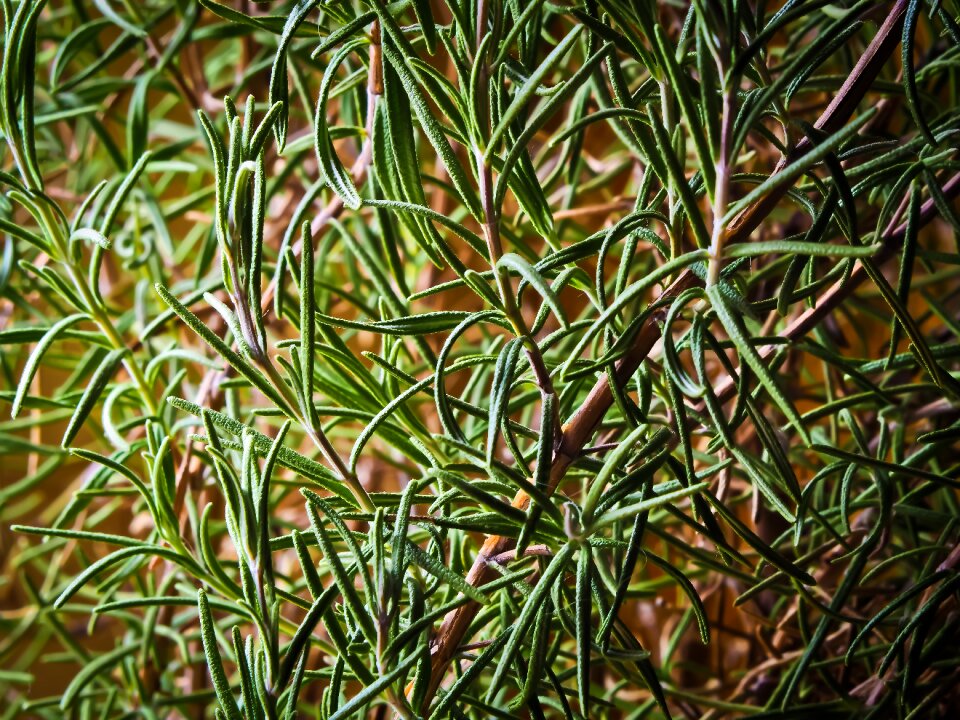 Food nature mediterranean