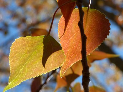 Sheet tender translucent populus alba