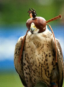 Chaperone helmet steppe