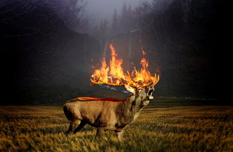 Brand forest fire fire