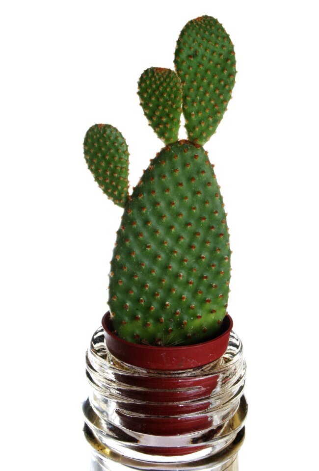 Green nail bottle