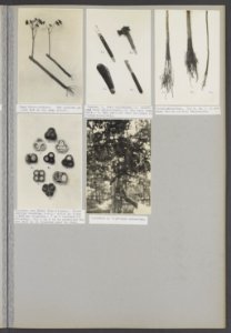 Collectie Fotocollectie Deli Maatschappij, fotonummer 847 22, Bestanddeelnr 847 22