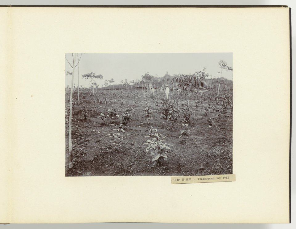 Collectie Fotocollectie Deli Maatschappij, fotonummer 847 31, Bestanddeelnr 847 31