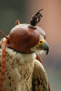 Chaperone helmet steppe
