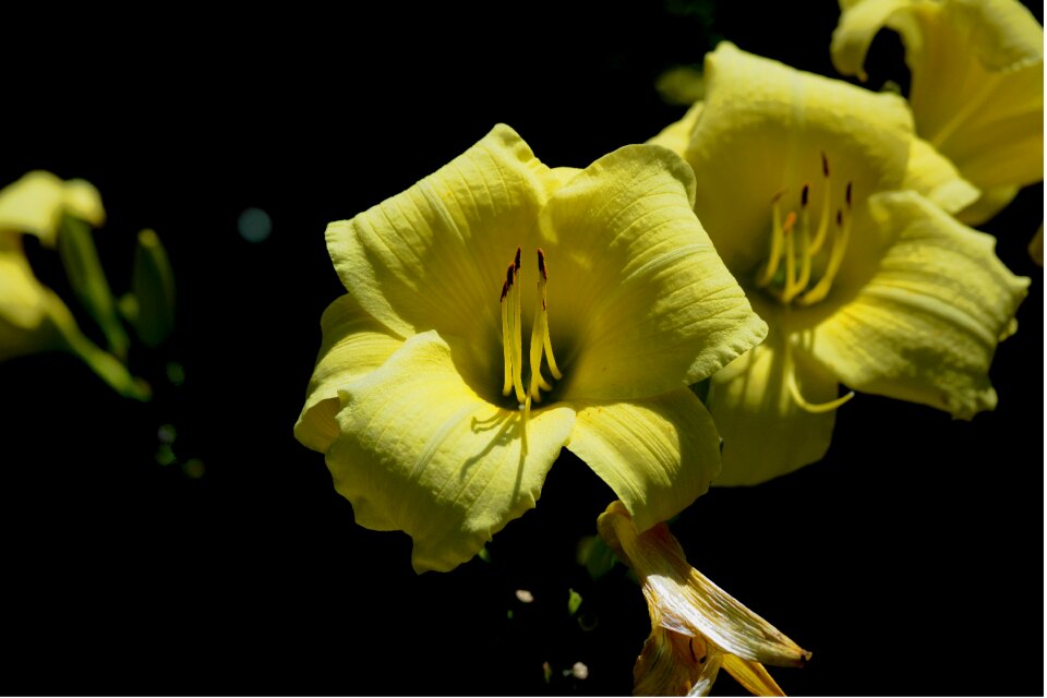 Plant nature blossom
