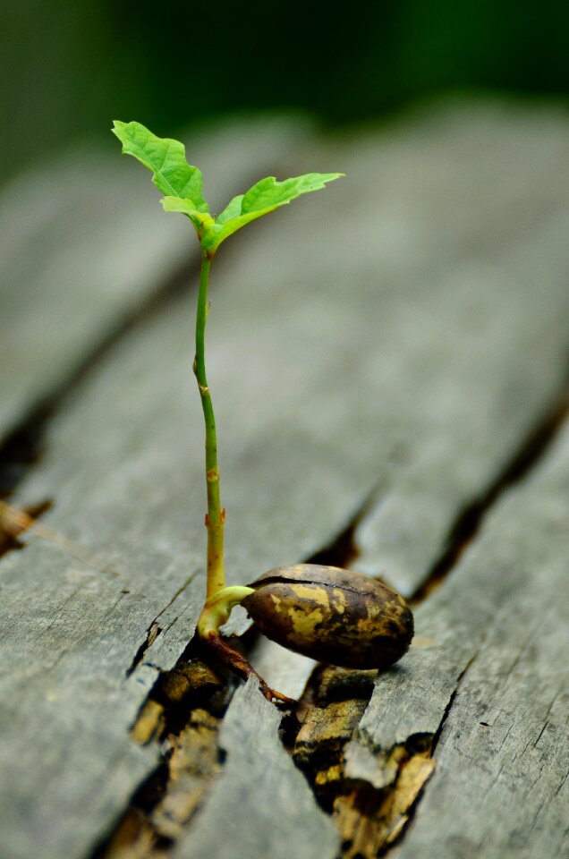 Developing germ root system sprout
