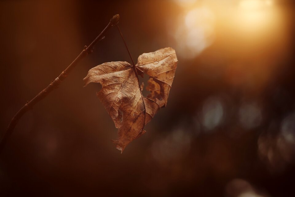 Dry foliage leaf autumn leaf